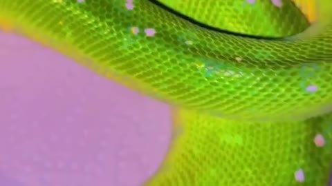 Snake creature in another world caught on camera