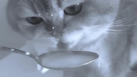 Cat Lover