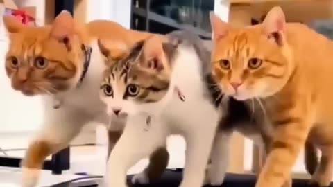 Animal happy cat