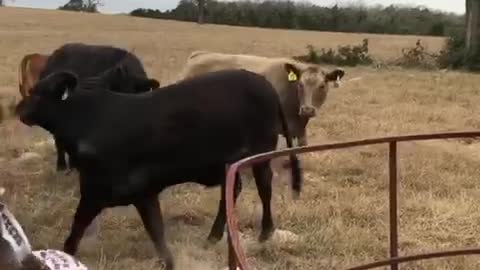 Maddd cow