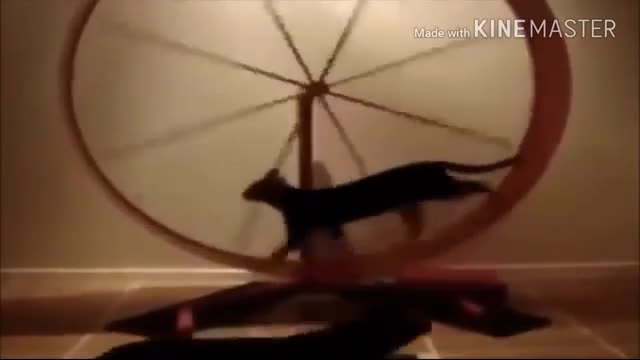Cats And Chicks Funny Video 🔥💕