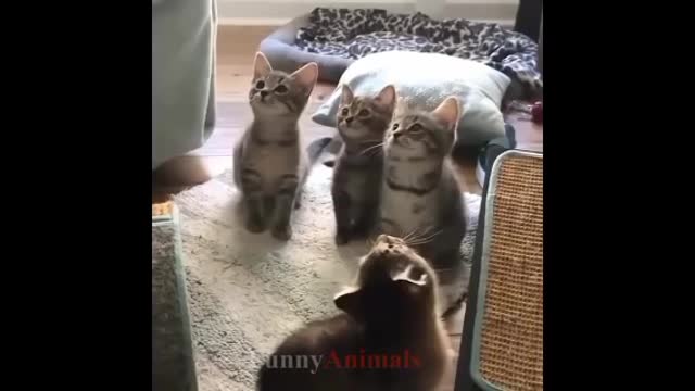 Cutest little kitten 🐾😸 how lovely they're 🥺🥺🐈