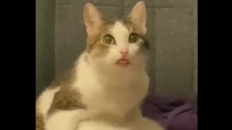 Cat and dog funny video
