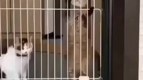 Sod cat 😆