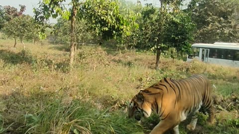 A Royal Bengal Tiger Came Very Close To Our Bus While On Jungle Safari