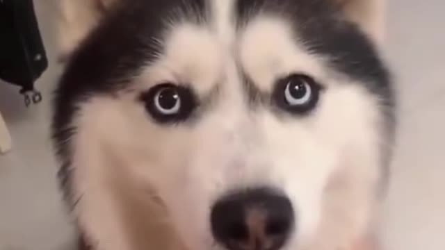 Siberian husky making funny faces with human