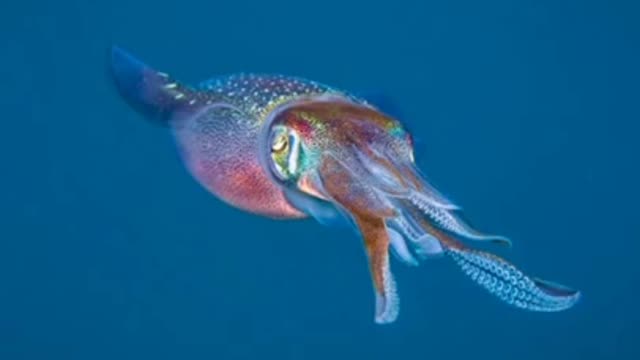 How Animals See the World Through the Eyes of a Scientist {part 2}