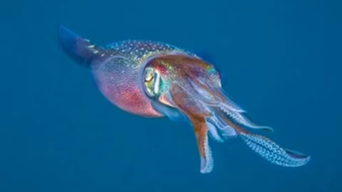 How Animals See the World Through the Eyes of a Scientist {part 2}