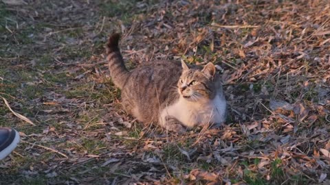 LANGUAGE OF CATS.