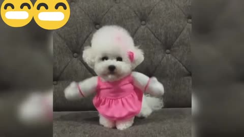 cute and adorable puppies