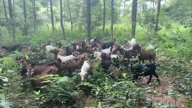 A day with nothing to herd