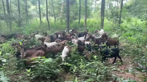 A day with nothing to herd