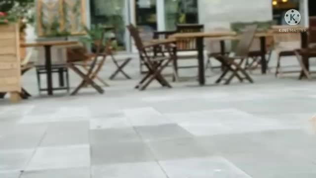 DOG FOOTAGE/Royalty free pet dogs