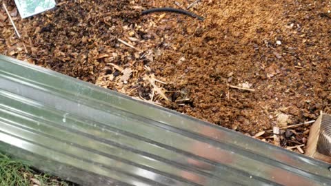 Fall planting log 081421