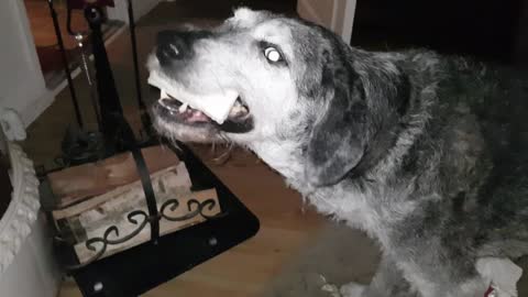 Elderly dog gets to unwrap his Christmas gift