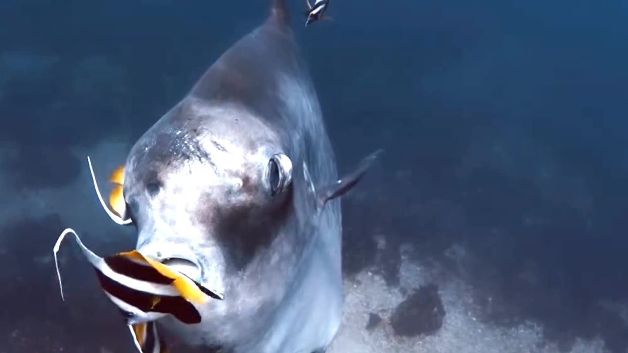 Satisfying Ocean Sunfish ASMR That Makes You Calm Original Satisfying Videos PART - 24
