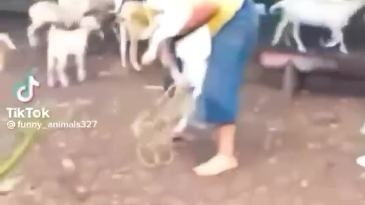 Cute & Funny Animals Video