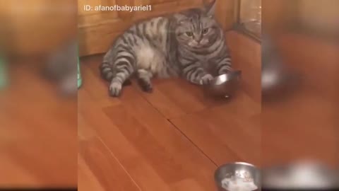 Funny Boring Cat