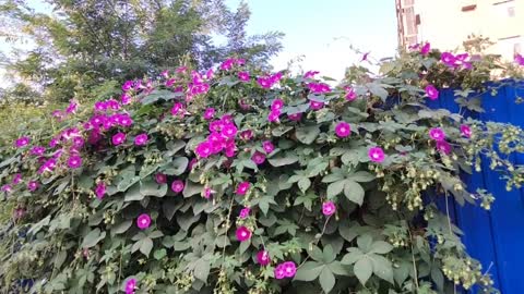 Wow, that's a big piece of flower