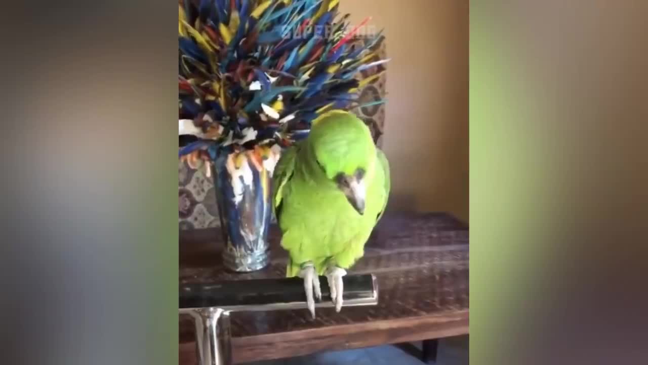 a very smart parrot 1