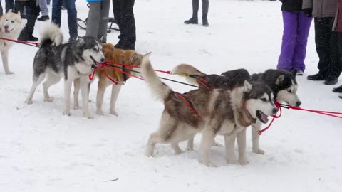 husky sled dogs in the snow