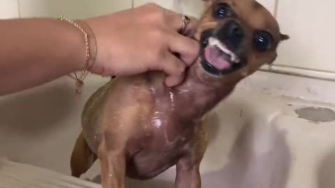Pincher being pincher !!!