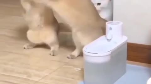 🐱 Viral Cat Comedy: Laugh Out Loud with Funny Rumble Video 🤣