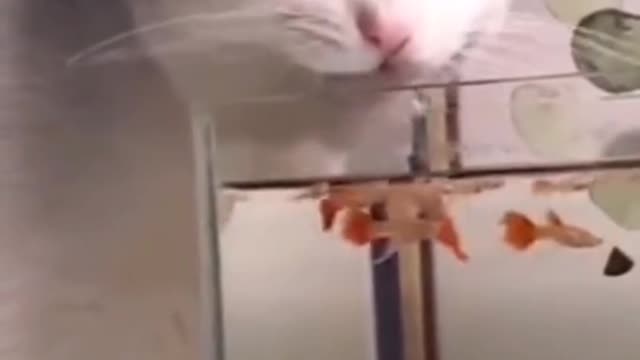 the cat drinks water from the aquarium😁😵😵😵