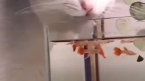 the cat drinks water from the aquarium😁😵😵😵