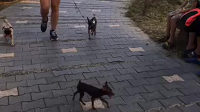Take the dog for a walk, life is long-lasting