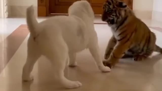 Baby tiger knows to counter attack Dog - Funny fight