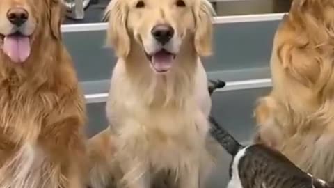 Cute and dogs sad video #short #sad