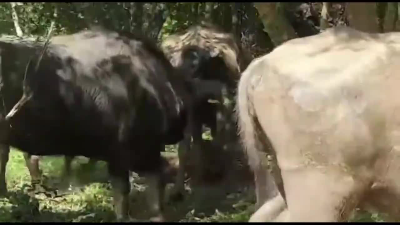 Leopard attacks buffalo calf