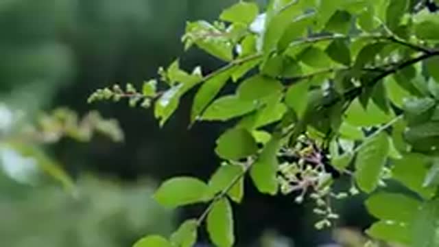 This voice calmed the mind and made it happy , beauty of nature