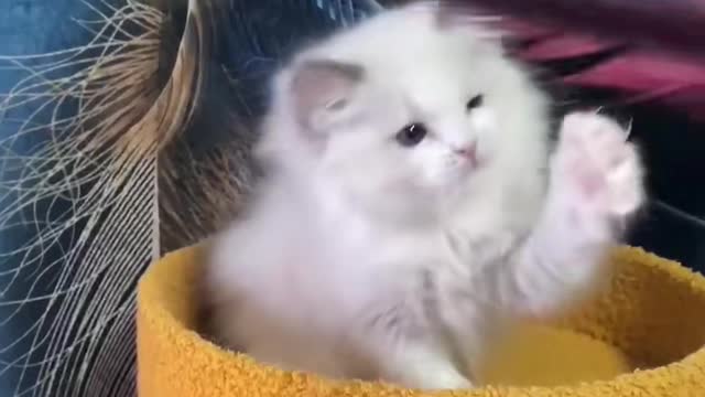 Little cat little toy