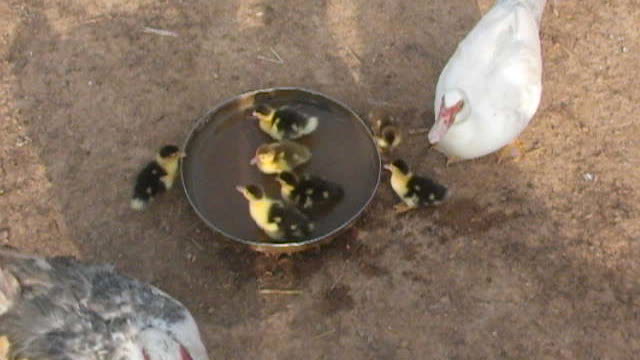 2011 - Baby Ducks