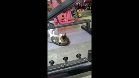 Funny animal videos - Funny cats/dogs - Funny animals