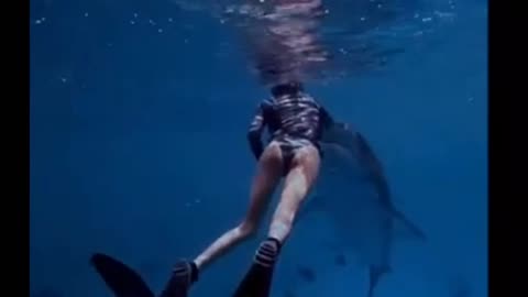 LIFTED OUT OF WATER BY LARGEST TIGER SHARK