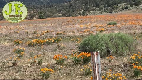 Wild Flowers California