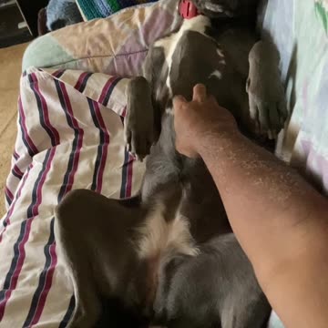 Dog love rubs