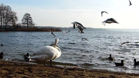 The beauty of the nature of the swan