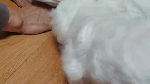 Puppy digging