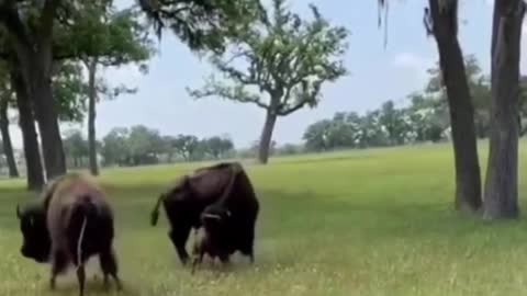 Bad old cow