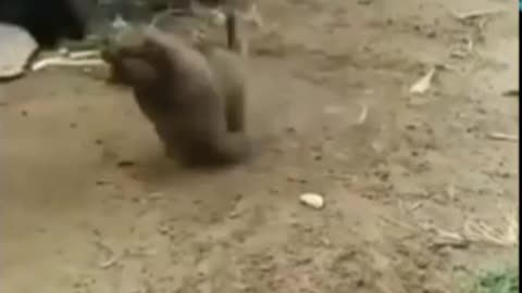 Lovely Comedy Scane | Animals Comedy | Comedy Movies | Love you