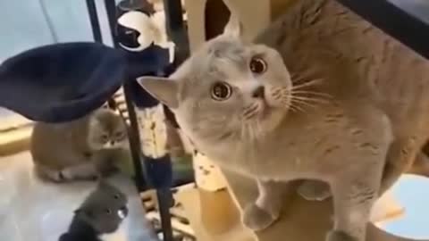 Funny cat speek in sound