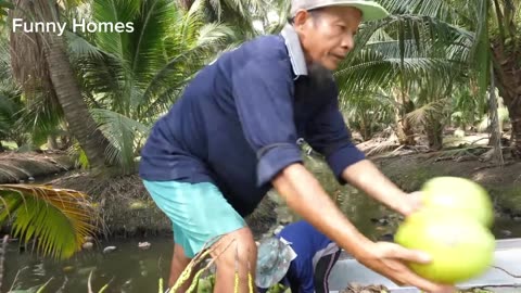 Coconuts Cutting from Coconut Farm। Fruits Cutting