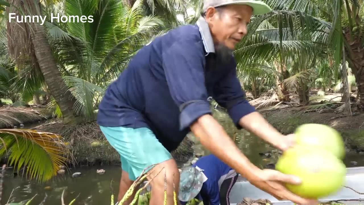 Coconuts Cutting from Coconut Farm। Fruits Cutting