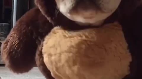 Funny French Bulldog Compilation 🐕