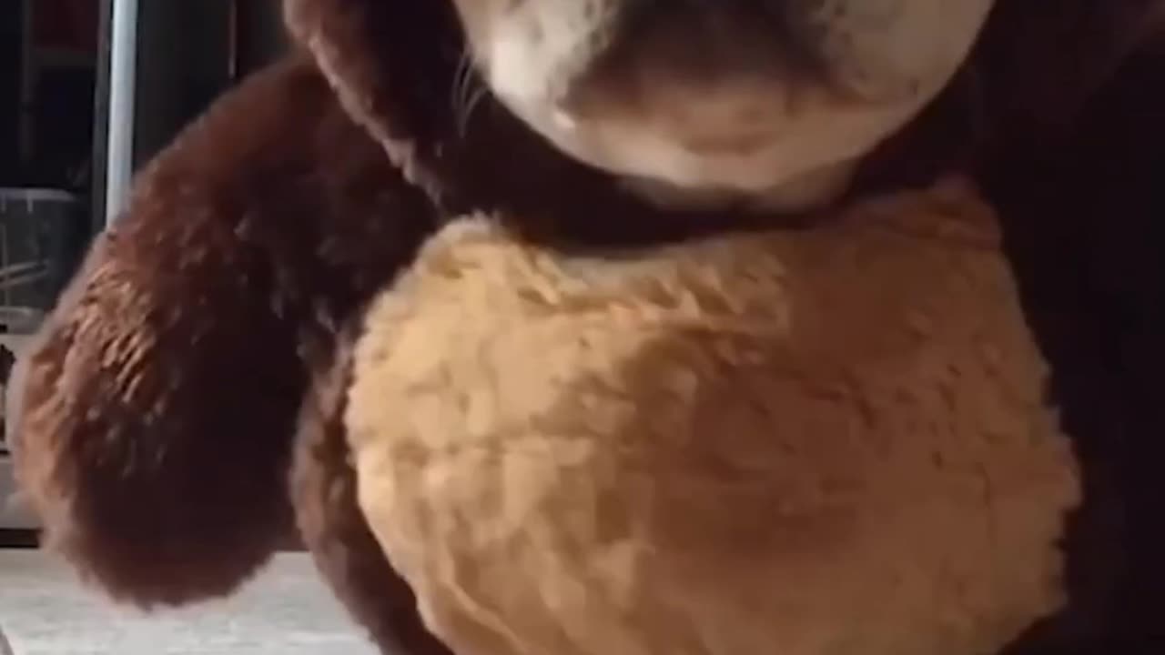 Funny French Bulldog Compilation 🐕