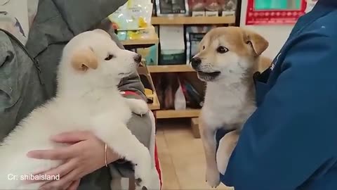 Funny dog videos